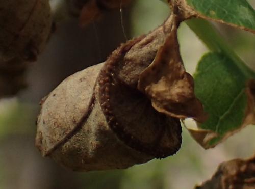 Attelabus nitens